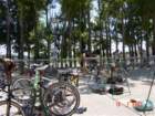 codolet022_small.jpg